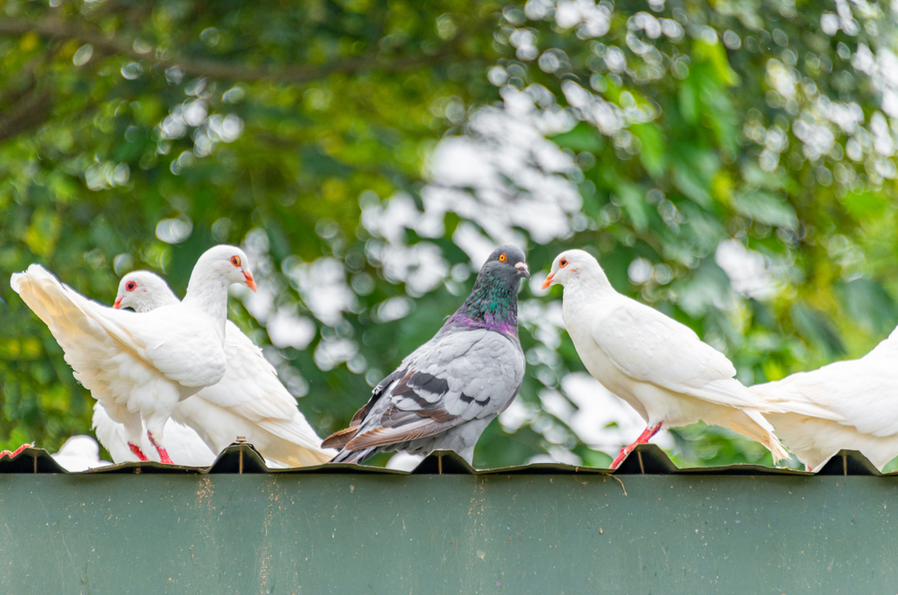 A group of peaceful Pigeons as symbols for grace, dignity, peace.