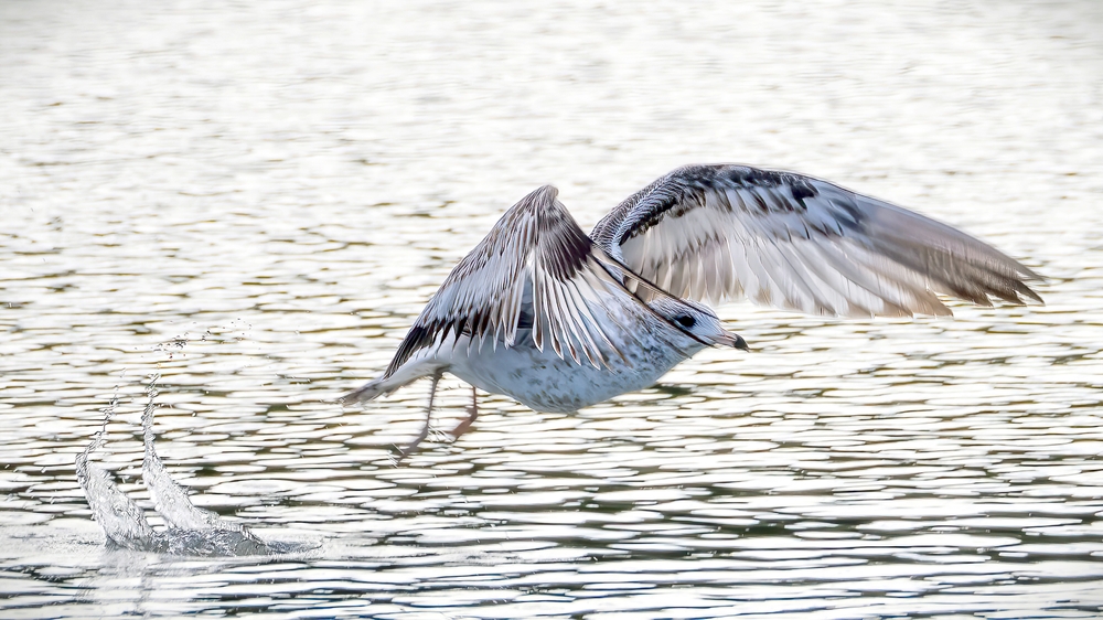 A bird in flight over water — symbolizing the soul's transition to Akhirah, from Dr. Daniela Schreier's clinical narrative on grief