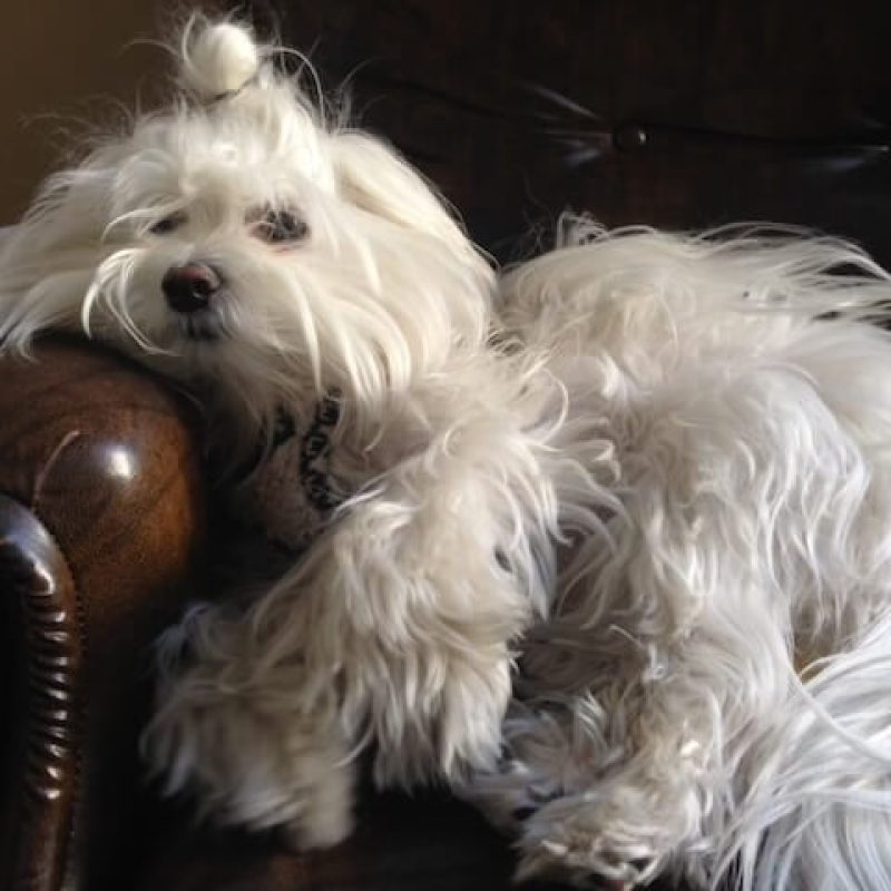 Dr. Max — the Renaissance Maltese and longtime co-therapist of Iman at The Garden in the Sky